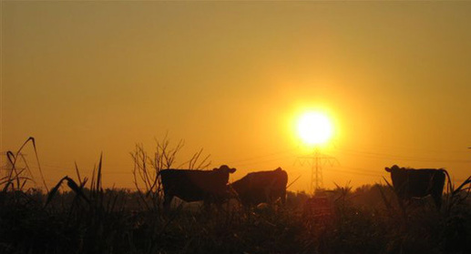 Recreatiepark de Kooi (Stolwijk)