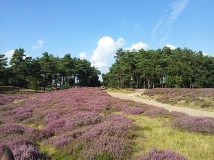 Camping de Blauwe Lantaarn